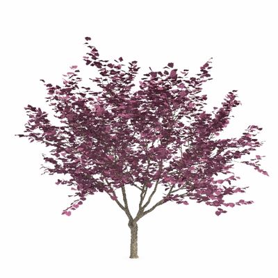 лиственные Церцис Канадский Cercis Canadensis 2