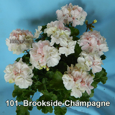 Пеларгония Brookside Champagne