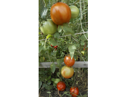 Томат Минусинские яблочные