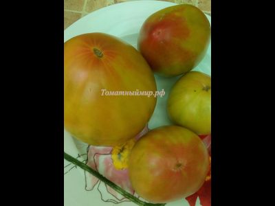 Томат Тайга (Taiga)