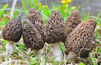 Гриб Сморчок конический, лечебный гриб купить