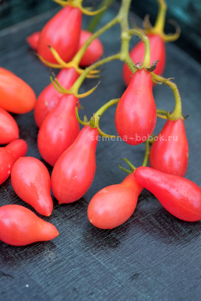 Томат Elf Tears (Слезы Эльфа), 10 шт