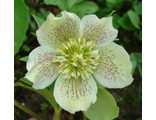 Морозник(Helleborus)