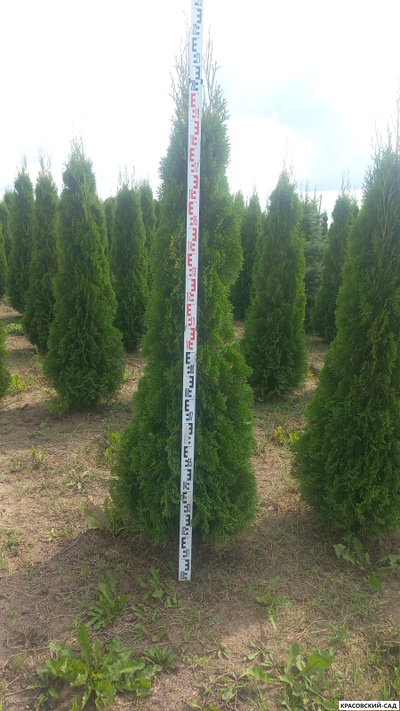 Туя Кубанский Изумруд