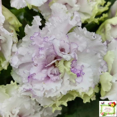 АВ-Свадебное Путешествие (Фиалковод) 2021 г. (лист посажен 03.11.25)