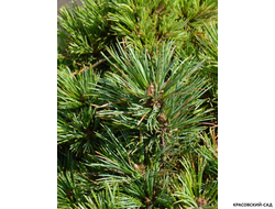 Сосна кедровая европейская Ортлер - Ortler
