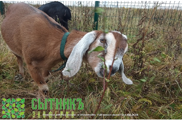 Любопытные и дружелюбные нубийские козы