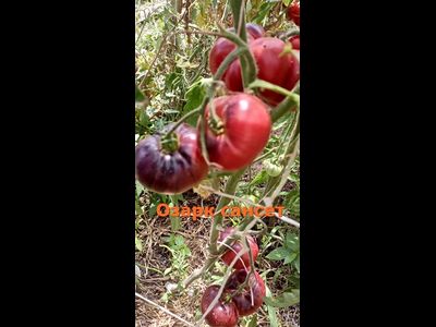 Томат Озарк восход (Ozark Sunrise), Германия