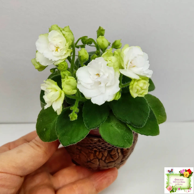 Irish Flirt mini (S.Sorano)