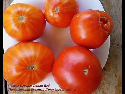 Томат Итальянский красный Джорджа Детсика (George Detsikas Italian Red)