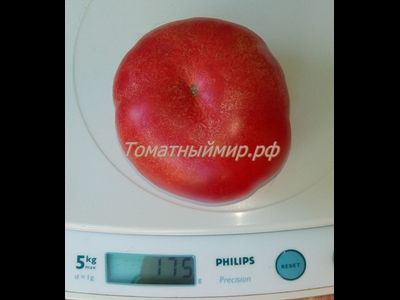 Томат Гном Арктическая Роза, Dwarf Arctic Rose