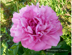 Пион Juliska (Джулиска)