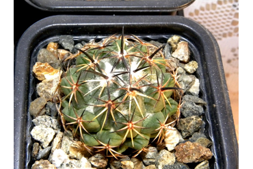 Coryphantha 4 