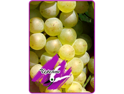 Бианка (черенок)*