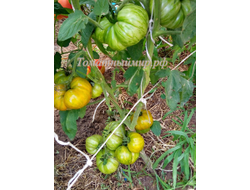 Томат Kozula 179 (Zebra Zolta /Volta , Польша)