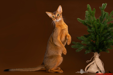 Абиссинский кот