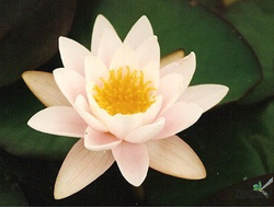 Нимфея Колоссея