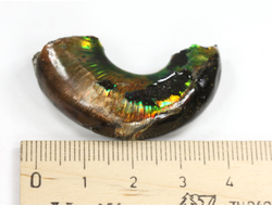 Аммолит, коллекционный образец, Канада (41*24*12 мм, 12 г) №36287