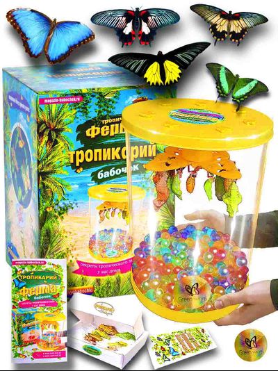 Тропикарий-ферма бабочек 5 шт. куколок (с куколкой большой голубой бабочки)