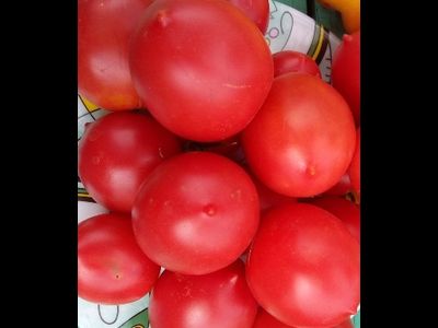 Томат Славянка