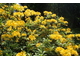 Азалия / Рододендрон желтый (Rhododendron luteum) абсолю (1 г)