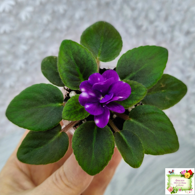 Hunter's Primal Scream (K.Muzalewski) (лист посажен 30.01.26)