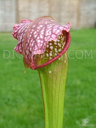 Sarracenia Excellens