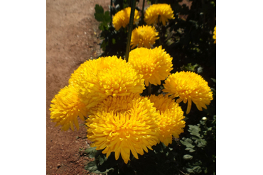 CREAMIEST YELLOW.
Интродукция НБС-ННЦ.