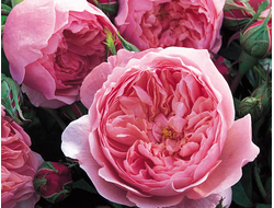 The Alnwick Rose (Анвик Роуз)