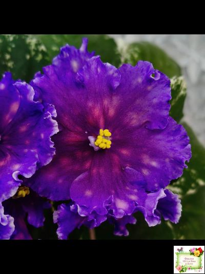 Nik-Сокровище Каравана (Н. Булко) 2022 г.