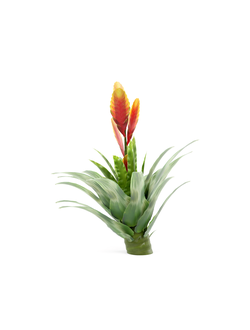 тропические Вриезия-01