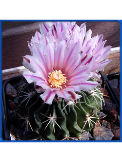 Echinofossulocactus kellerianus