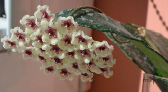 Hoya phuwuaensis (Sp. Phu Wa)