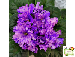 ВаТ-Инопланетянин (Т. Валькова) 2015 г.