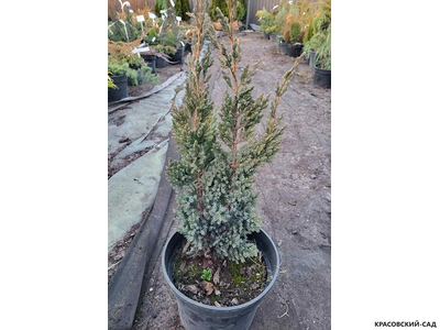 Можжевельник чешуйчатый Мейери Компакта - Meyeri Compacta