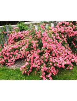 Почвопокровные и Полиантовые