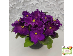 NiK-Аристократ (Н. Булко)