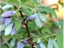 Волшебница(жимолость), 2года, ЗКС