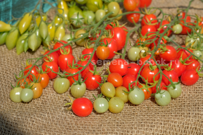 Томат-черри Лилина Коса, 10 шт