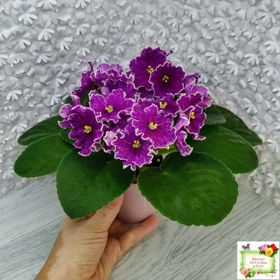 АВ-Просто Космос (Фиалковод) 2019 г.