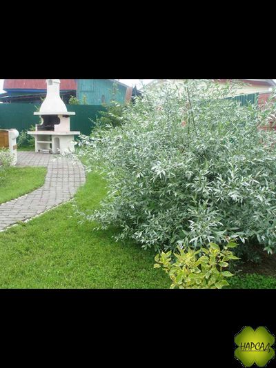 Ива "Белая серебристая"