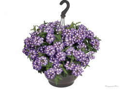Вербена Empress Sun Lavender Charme №19