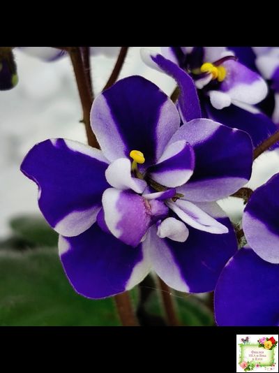 Concord (Horikoshi/Ozaki) (10/03/1992) химера (пасынок укоренённый)