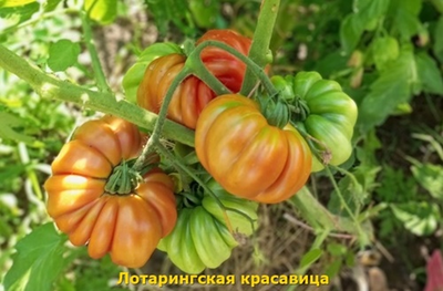 Томат Лотарингская красавица (Beauty Lottringa)