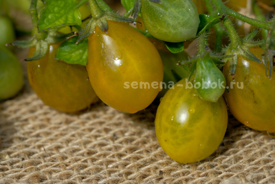 Томат Amber Keyes (Янтарные клавиши), 10 шт.