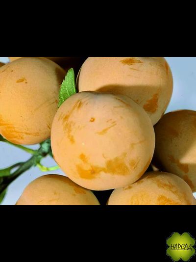 Слива "БЕЛАЯ МЕДОВАЯ" (КРУПНАЯ, МЕДОВАЯ, САЖЕНЕЦ 3 ГОДА)