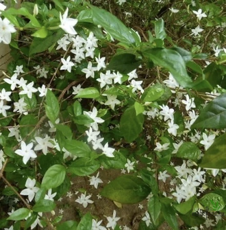 Psilanthus bengalensis / Псилантус Бенгальский