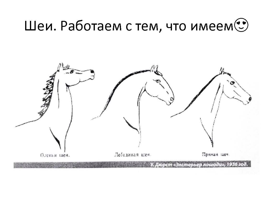 жесты лошади. отметьте верные характеристики предложений лошади хорошо знали. загадка про лошадь. отметьте верные характеристики предложений лошади хорошо знали. отметь верные характеристики предложений лошади хорошо знали.