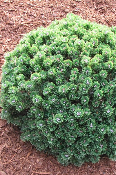 Сосна горная Sherwood Compact