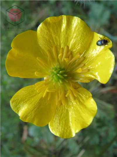 Силиконовый молд "Серединки полевых лютиков"